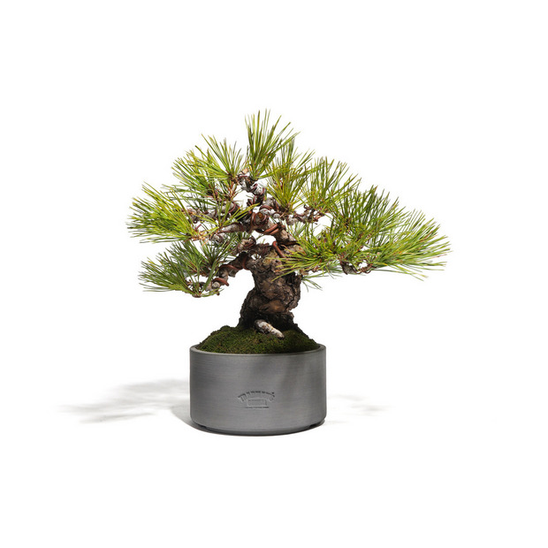 赤松　-Japanese red pine-　（推定樹齢40年）